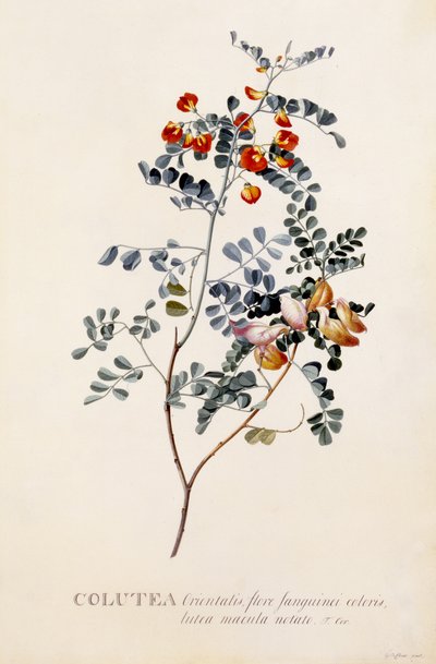 Colutea, n. 1745 (käsinvärinen kaiverrus) tekijältä Georg Dionysius Ehret